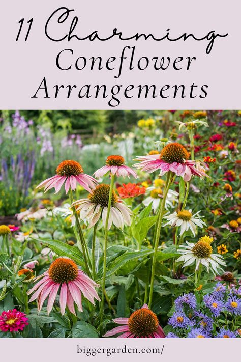 Transform your garden with echinacea flower arrangement ideas using pink coneflower and other types of echinacea. These designs include Echinacea purpurea, bright flowers, and dog-friendly plants, offering a beauty and grace with a thoughtfully crafted list of flowers for any season. Purple Coneflower Companion Plants, Dog Friendly Plants, Echinacea Flower, Galvanized Metal Bucket, Purple Coneflower, Sunflower Head, Wooden Container, Cone Flowers, Poppy Pods