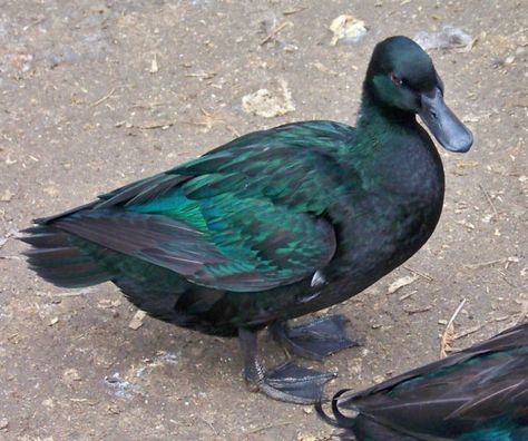 Cayuga Duck - black with green sheen Ducky Aesthetic, Rouen Ducks, Cayuga Ducks, Duck Hatching, Rouen Duck, Keeping Ducks, Duck Breeds, Muscovy Duck, Puppy Cuddles