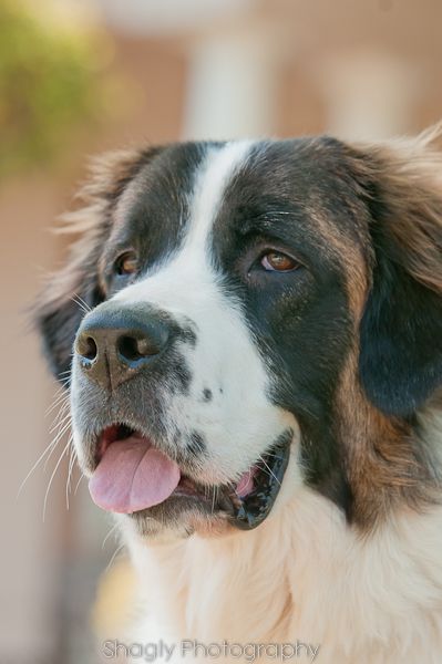 Cat And Horse, Horse Portraits, St Bernards, Saint Bernards, St Bernard Puppy, St Bernard Dogs, Bernard Dog, San Bernardo, Dream Dog