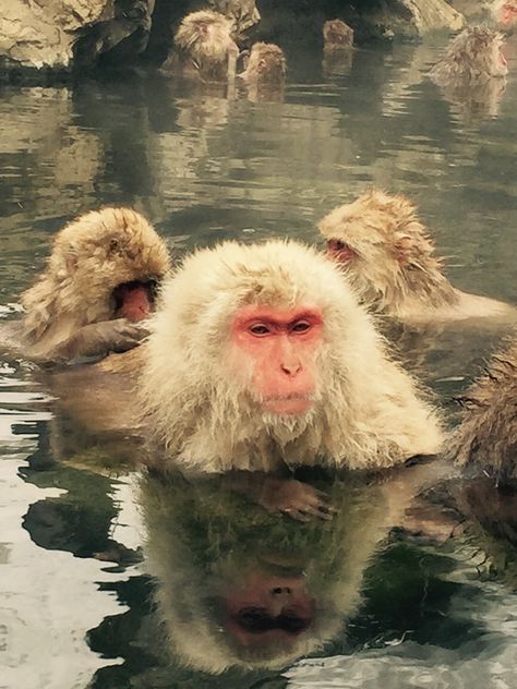 Snow Monkey Mirror Japanese Snow Monkeys, Japanese Snow, White Monkey, Snow Monkeys, Snow Monkey, Animal References, Primates, Monkeys, In Summer