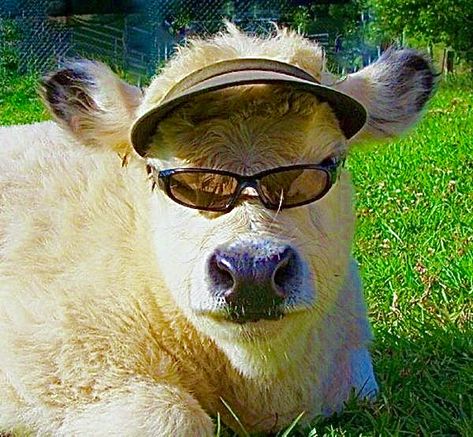 Cow Wearing Sunglasses, Animal Sunglasses, Fluffy Cows, Cow Pictures, Cute Goats, Funny Dog Memes, Animal Jam, Cows Funny