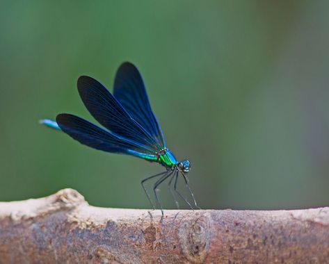 Blue Damselfly (Calopteryx virgo) Blue Damselfly, Photography Macro, Animal Totem, Dragonfly Art, Insect Art, Pattern Tattoo, Painting Tile, Zoology, Dragonflies