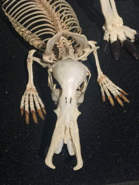 Nature Is Weird on Twitter: "The skeleton of a platypus is terrifying!… " Platypus Skeleton, Animal Skeleton, Animal Skeletons, Dragon Skin, Vulture Culture, Animal Anatomy, Animal Bones, Platypus, Prehistoric Animals