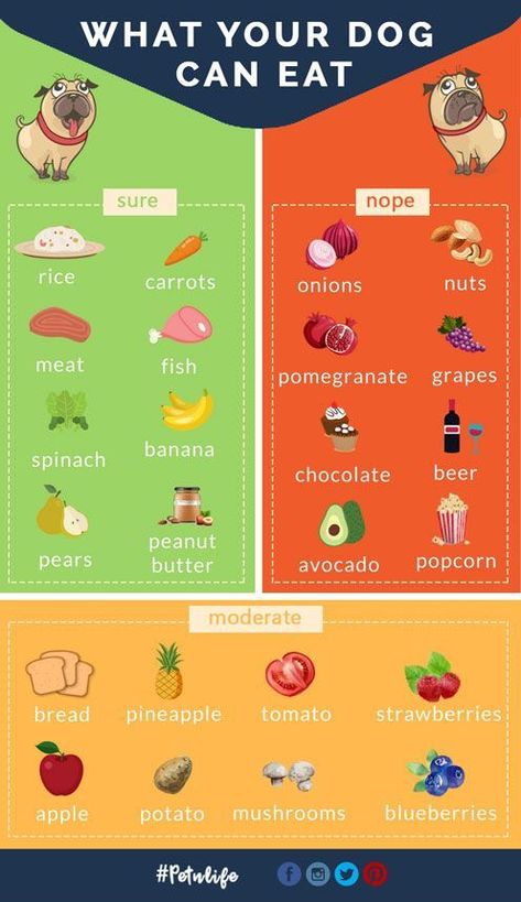 What Foods Can My Dog Eat? What Food Can Dogs Eat, What Can My Dog Eat, What Dogs Cant Eat Chart, Dog Foods They Can Eat, Health Dog Food Recipes, Foods That Dogs Can Eat, What Can Dogs Eat And Not Eat, Food That Dogs Can Eat, What Foods Can Dogs Eat