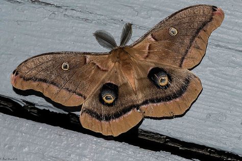 Brown Moth Aesthetic, Moth Brown, Insects Fashion, Polyphemus Moth, Beautiful Moths, Brown Bugs, Brown Moth, Moth Man, Moth Drawing