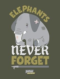 Elephants remember-Facts about circuses Save Elephants Poster, Elephant Rescue, Animals Rescue, Animals Quotes, Animals Poster, Elephants Never Forget, Circus Elephant, Circus Animals, Stop Animal Cruelty