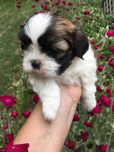 Shih Tzu Pictures (e027l02zi8u) Shih Tzu Puppies, Teacup Shih Tzu, Shih Tzu Puppy, Shih Tzu Dog, Yorkie Puppy, Shih Tzus, Lace Evening Dresses, Puppies For Sale, Shih Tzu