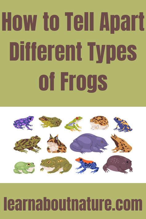 How to Tell Apart Different Types of Frogs Different Types Of Frogs, Types Of Frogs, Frog Family, Frog Tattoo, Frog Tattoos, About Nature, Aquatic Animals, Too Cold, Education And Training