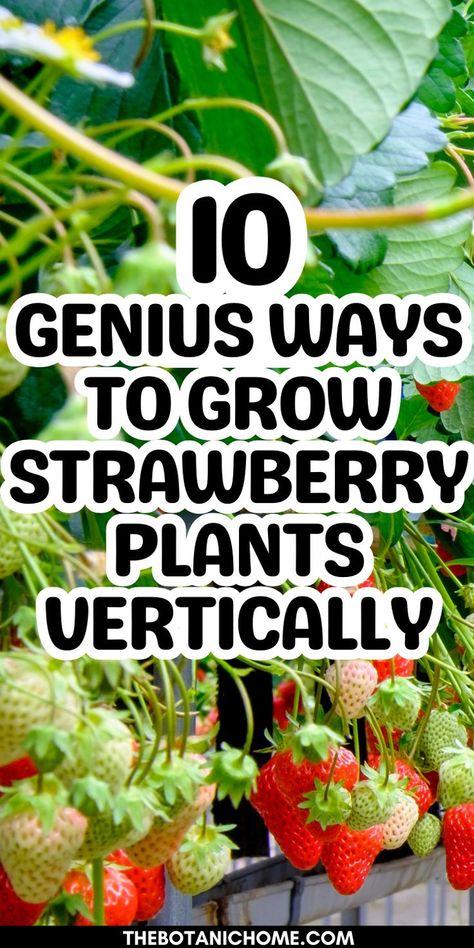 Step-by-step guide on growing strawberries vertically using a strawberry trellis and containers, ideal for small spaces and thriving strawberry beds. Grow Strawberries Vertically, Raised Strawberry Beds, Ways To Grow Strawberries, Strawberry Trellis, Strawberry Farming, When To Plant Strawberries, Growing Strawberries Vertically, Veggie Garden Design, Growing Strawberries In Containers