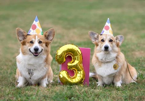 3rd Birthday Celebration 🎁 Celebrating Birthday, Melting Moments, Dog Birthday Party, Happy Tails, Party Fun, Heart Melting, Dog Birthday, Birthday Photos, Cuteness Overload