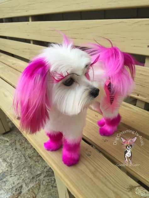 Poodle Hair Dye Ideas, Dogs With Dyed Hair, Colored Dogs Hair, Dogs With Dyed Fur, Maltese Dog Hair Dye, Dog Hair Color Creative Grooming, Dog Hair Dye, Dog Dye, Schnauzer Grooming