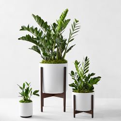 Fake Succulents Decor, Zanzibar Gem, Live Indoor Plants, Zz Plant, Fake Succulents, Fiddle Leaf Fig Tree, White Pot, Potted Trees, Garden Kits