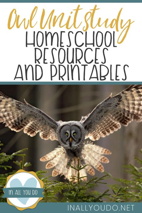 owl in mid flight with wings spread open and overlay "Owl Unit Study Homeschool Resources and Printables" Unit Study Homeschool, Owl Preschool, Owl Activities, Owl Facts, Study Printables, Unit Studies Homeschool, Owl Species, Owl Kids, Preschool Units