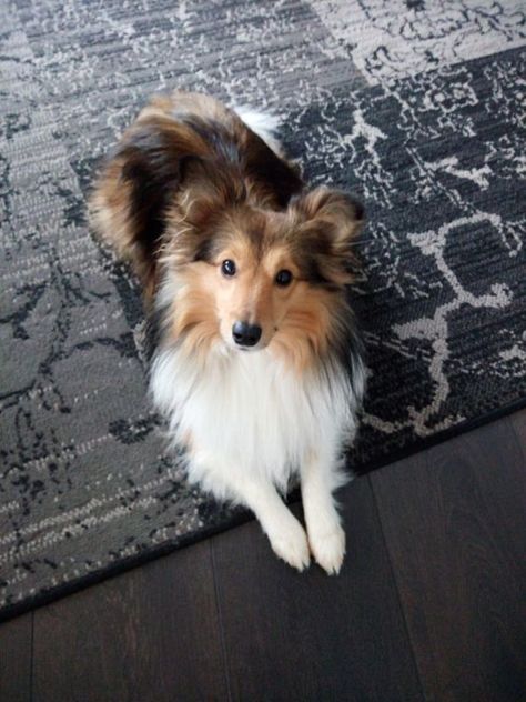 Sheltie Puppy, Sheep Dogs, Sheltie Dogs, Collie Puppies, Cute Dog Pictures, Silly Dogs, Collie Dog, Shetland Sheepdog, Baby Puppies