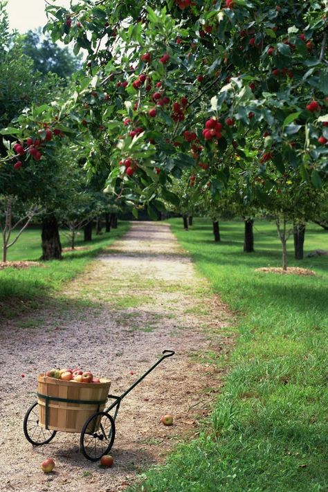 Fruit Bearing Trees, Apple Orchard, Garden Trees, Alam Yang Indah, Apple Tree, Dream Garden, Wisteria, Fruit Trees, Country Life