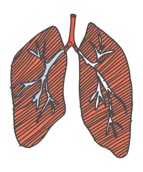 lungs human organ drawing. doodle simple drawing Drawing Simple Doodle, Doodle Simple, Human Organ, Vector Typography, Drawing Simple, Lungs, Easy Drawings, Doodles, Typography