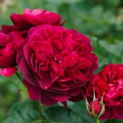 Darcey Bussell verträgt Halbschatten Darcey Bussell Rose, Darcey Bussell, Container Roses, Austin Rose, Rose Stem, David Austin Roses, Royal Ballet, David Austin, Drought Tolerant Plants