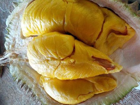 Durian Tree, Durian Fruit, Money Exchange, Beautiful Fruits, Fruit Plants, Exotic Fruit, Fruit Trees, Hot Dog Buns, Fruits And Vegetables