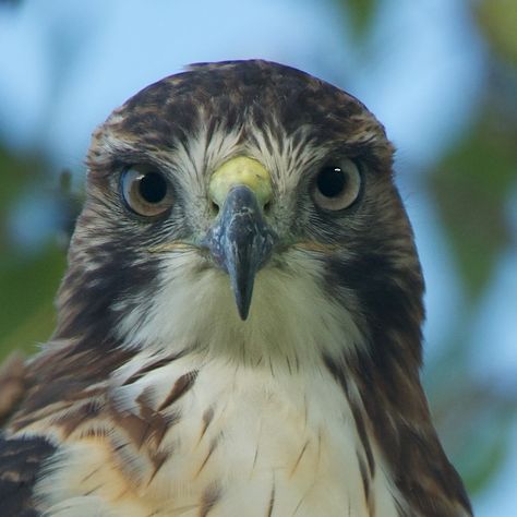 Hawk Face Tattoo, Hawk Art, Red Tail Hawk, Hawk Photos, Self Portrait Drawing, Hawk Eye, Jersey Designs, Huge Eyes, Clash Of The Titans