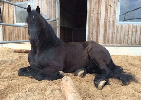 Horse Laying Down, Horse Anatomy, Horse Wallpaper, Horse Aesthetic, Black Horses, Friesian Horse, All The Pretty Horses, Horse Crazy, Horse Equestrian