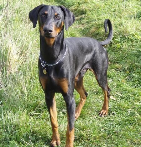 long undocked tail Doberman Long Ears, Natural Doberman, Doberman Natural, Doberman Training, European Doberman, Black Doberman, Walking Dogs, Dog Chain, Doberman Love