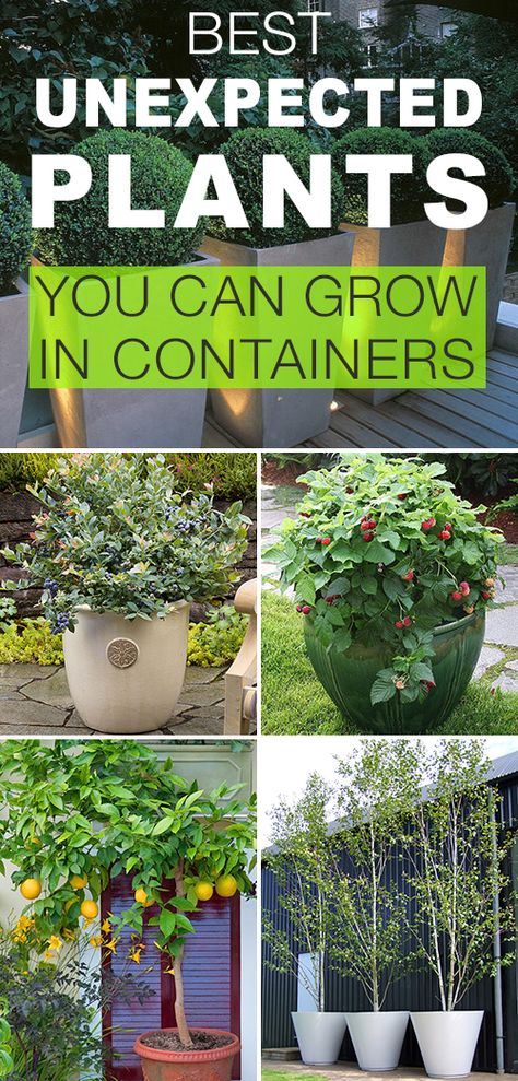 Best Unexpected Plants You Can Grow in Containers! • See how to plant boxwoods, trees, berries, watermelon, fruit trees and more in containers! Tutorials, tips and ideas! Fruit Trees In Containers, Trees In Containers, Gemüseanbau In Kübeln, Trees In Pots, Boxwood Tree, Diy Gardening Ideas, Plants In Pots, Container Garden Design, Plants Growing