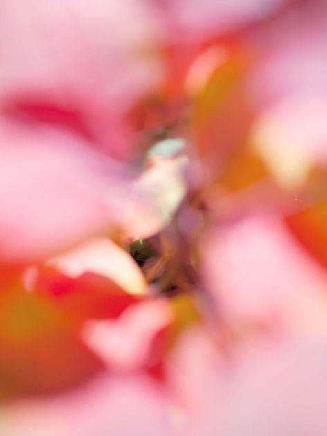 Giverny, Beyond Photography | Paul Rousteau Paul Rousteau, Connection Photography, Photography Mockup, Aura Colors, Film Inspiration, Abstract Photographs, Illustration Wall Art, Pink Abstract, Abstract Photos