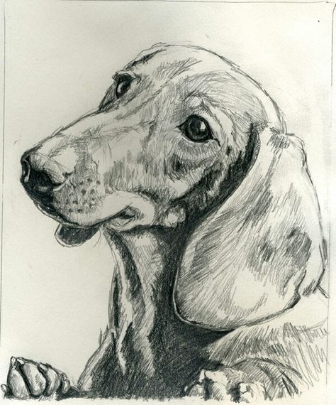 Dachshund Sketch, Animal Sketches Easy, Dachshund Drawing, Dachshund Painting, Portrait Drawing Tips, Celebrity Dogs, Back Drawing, Color Pencil Illustration, Arte Grunge