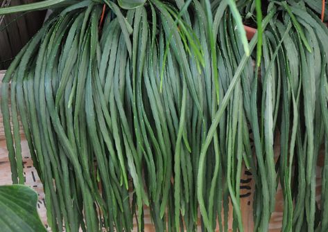 Cactus, Herbs, Google Search, Plants