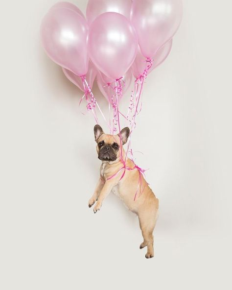 I daydream of giving my dog the best bday ever! Dog Birthday Photoshoot, Gucci Pet, Birthday Animals, Party Fotos, Puppy Birthday Parties, Dog Photoshoot, Puppy Birthday, Dog Birthday Party, Dog Photo