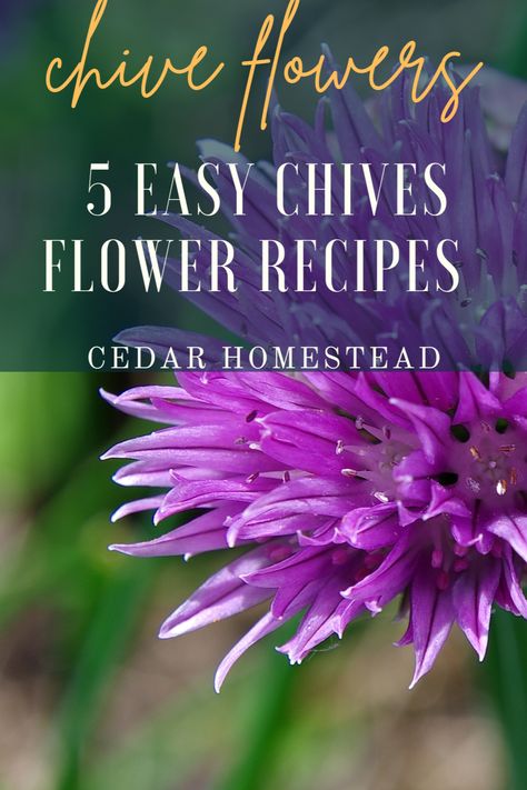 Chives flowers are a delightful ingredient to add to your cooking. In this post, you'll learn all about their culinary uses and benefits. From recipes and harvesting tips to the pros and cons of letting them bloom, you'll be an expert on chives flowers in no time! Chive Blossom Vinegar Uses, Uses For Chive Blossoms, Chive Flower Recipes, Chive Flowers Uses, What To Do With Excess Chives, Chive Flower Uses, Chive Flower Vinegar, Chive Blossom Vinegar, Chive Blossom Uses