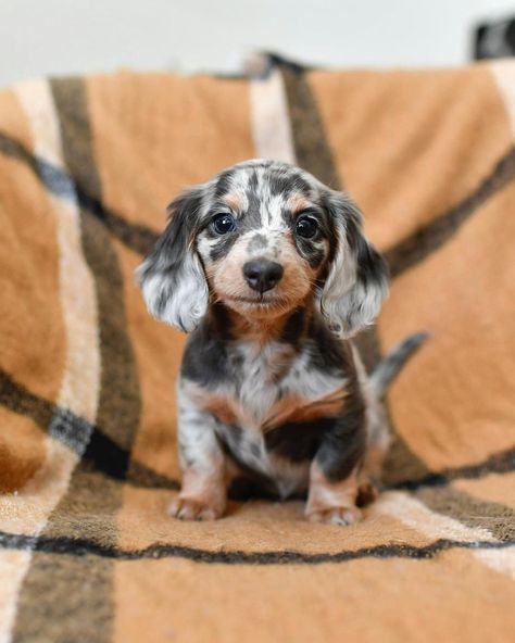 Small Dog, Dachshund, Puppies, The World, Dogs