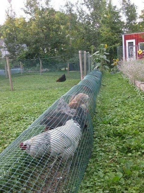 Chicken Tunnel, Reban Ayam, Garden Rows, Chicken Tunnels, Chicken Run, Easy Backyard, Keeping Chickens, Backyard Chicken Coops, Chicken Diy