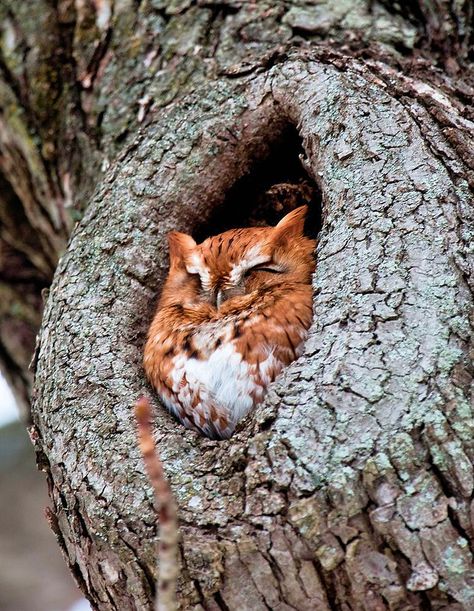 chubbza Eastern Screech Owl, Awesome Owls, Screech Owl, Owl Photos, Owl Pictures, Beautiful Owl, Owl Bird, Cute Owl, 귀여운 동물