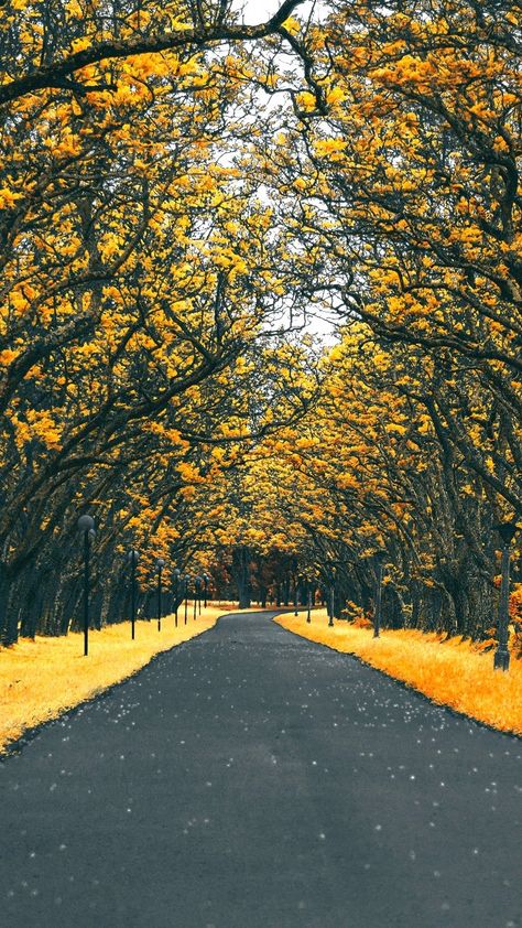 Trees, Road