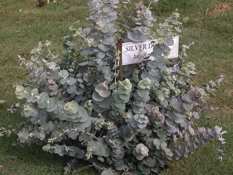 Eucalyptus Cinerea Silver Dollar Tree Eucalyptus Tree, Silver Dollar Eucalyptus, Shade Trees, Fine Gardening, Silver Dollar, Native Garden, Purple Grey, Dollar Tree, Front Yard