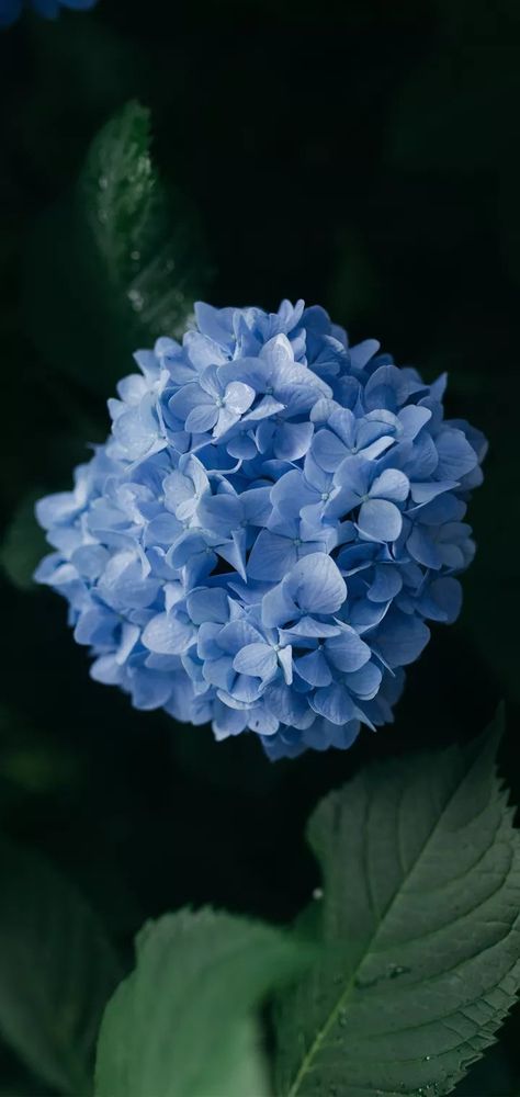 Hydrangea Wallpaper, Hydrangeas Art, Motorcycle Paint Jobs, Simple Flowers, Blue Hydrangea, Floral Scent, I Wallpaper, Cute Doodles, Blue Wallpapers