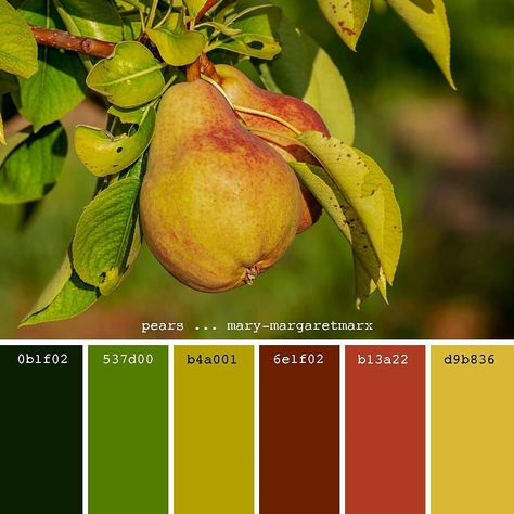 Palletes Colors, Harmonious Colours, Gold Fruit, Vegetables Photography, Fruit Logo, Palette Inspiration, Fruit Wallpaper, New Fruit, Fruit Painting