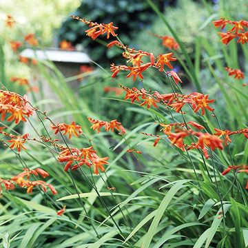 Crocosmia Whimsical Flowers, When To Plant, Growing Tips, Hummingbirds, Arch, Instagram Profile, Drawings, Plants, Flowers