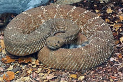 Snake Reference, Snake Coiled, Snake Red, Rattle Snake, Poster Templates, Red Diamond, Poster Template, Snakes, Shades Of Grey