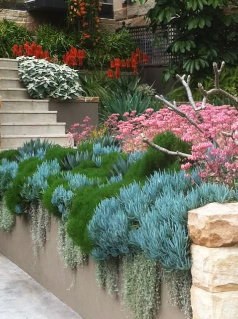 Succulent Retaining Wall, Desert Retaining Wall, Front Yard Terrace Landscaping, Australian Native Garden Landscaping, Native Garden Landscaping, Cascading Plants, Succulent Garden Landscape, Australian Garden Design, Australian Native Garden