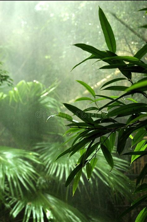 Rainforest Plants, Forest Mural, Forest Plants, Rain Forest, Living Things, Amazon Rainforest, In The Jungle, Tropical Forest, Tropical Rainforest