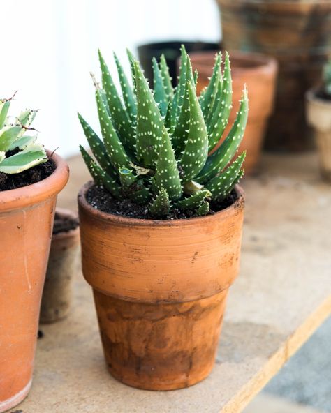 How to Split and Maintain Potted Plants - Wyse Guide Wyse Guide, How To Split, Fresh Recipes, Succulents Plants, Spring Weather, Indoor Gardening, Farm Style, Warm Spring, Mother Plant