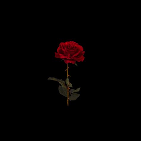 Red Rose Black Background, Rose Black Background, Rose Black, Red Rose, Black Background, A Black, Red, Black