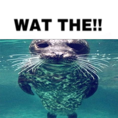 Seal Reaction Pic, Seal Meme, Seal Background, Silly Seal, Funny Seals, Cute Seals, Baby Seal, A Seal, Silly Animals