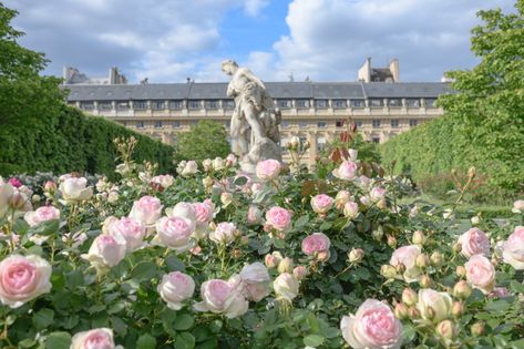 Paris Roses at the Palais Royal Royal Garden Aesthetic, Paris Garden, Paris Flowers, Spring In Paris, Pocket Garden, Rose Gardens, Royal Garden, Garden Aesthetic, Imperial Palace