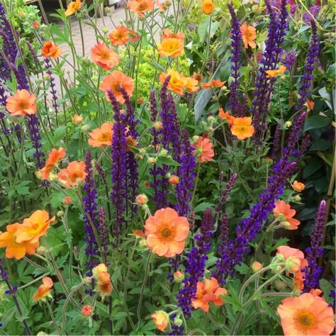 Geum Totally Tangerine, Geum Coccineum, Hot Garden, Annual Garden, Full Sun Perennials, Sun Perennials, Front Yard Garden Design, Have Inspiration, Plant Combinations