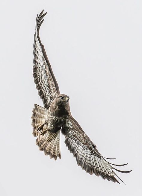 Falcon Flying Tattoo, Falcon Tattoo Designs Men, Peregrine Falcon Tattoo Design, Hawk Flying Tattoo, Goshawk Tattoo, Flying Hawk Tattoo, Hawk Tattoo Men, Falken Tattoo, Peregrine Falcon Tattoo