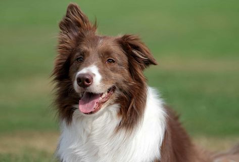 Red And White Border Collie Red And White Border Collie, Red Border Collie, White Border Collie, Smartest Dogs, Dream Dog, Red Border, Herding Dogs, Best Friends For Life, Border Collies