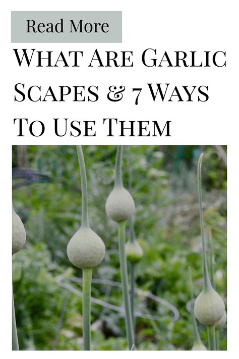 Garlic scapes are long, green curly shoots that emerge directly from the garlic bulb. Scapes are typically to that of a hardneck variety. Preserving Garlic, Sage Benefits, Harvesting Garlic, How To Store Garlic, Homemade Italian Dressing, Garlic Scapes, Dehydrated Fruit, Gardening Techniques, Garlic Bulb